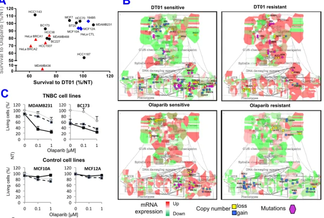 Figure  7.    Sensitivity  of  TNBC  cell  lines  combination  of  DNA  repair  inhibitors