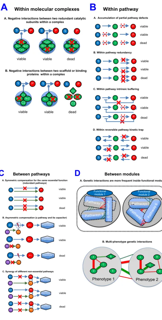 Figure 11. Mechanisms of synthetic lethality as different scales of cell signaling. 