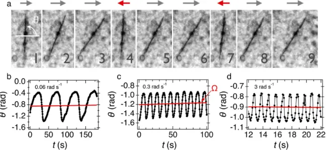 Figure 4: a) Chronophotograph of a 64 µm wire undergoing back-and-forth oscillations in the  mimetic pulmonary surfactant Curosurf® loaded with alumina NPs (
