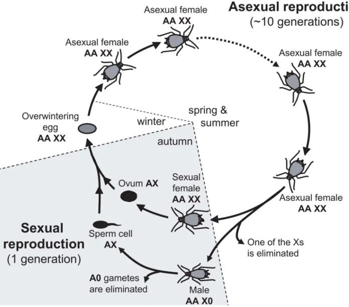 Figure 1. Annual life-cycle of the pea aphid and ploidy levels for autosomes (A) and sex-chromosome (X)