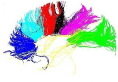 Fig. 1. A mid-sagittal view of the corpus callosum. The ros- ros-trum and genu(blue), rostral body(cyan), anterior corpus(red), posterior corpus(black), isthmus(magenta), tapetum(yellow) and splenium(green) subdivisions are based on the  Witel-son [12] cla