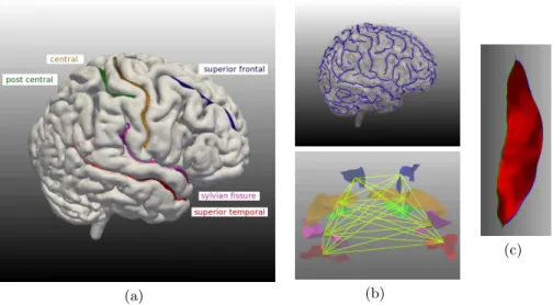Fig. 1. (a) The five major sulci used in this study. (b) Top: Sulcal curves, in blue, form a complex and widely varying pattern on the cortex