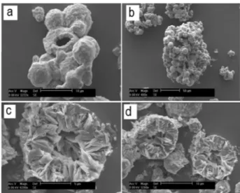 Figure 4. Scanning electron microscopy (SEM) images of spray-dried MCPM. The scales are indicated by the bars