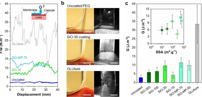 Figure 4: Coating selection by ex vivo adhesion. (a) Peeling force, F, normalized by the membrane width,  w, as a function of peeling displacement for uncoated PEG, SiO-30 and SiO-MP-75 coatings, and GLUture  cyanoacrylate glue; (b) Side and front views of