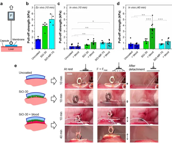 Figure 5: In vivo adhesion and coagulation-induced adhesion. (a) Schematic representation of the pull- pull-off test;  (b) Ex vivo measurements of pull-pull-off strength on liver capsule for uncoated PEG and 30,  SiO-MP-75 coatings (contact time: 10 min); 