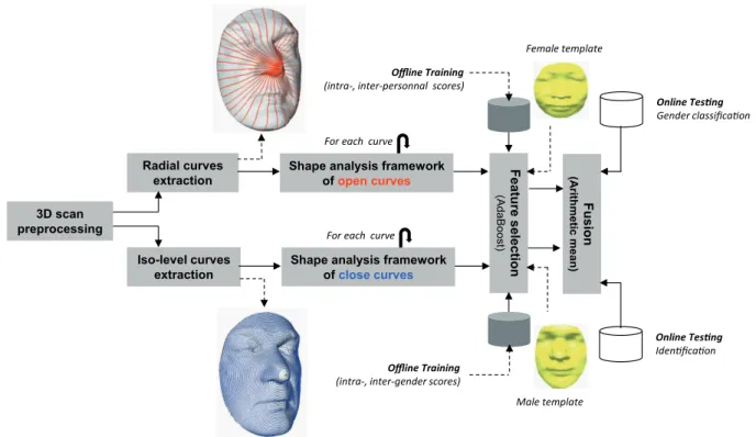 Fig. 1: Overview of the proposed approach, including both stages of training and testing and both target applications : identity recognition and gender classification.