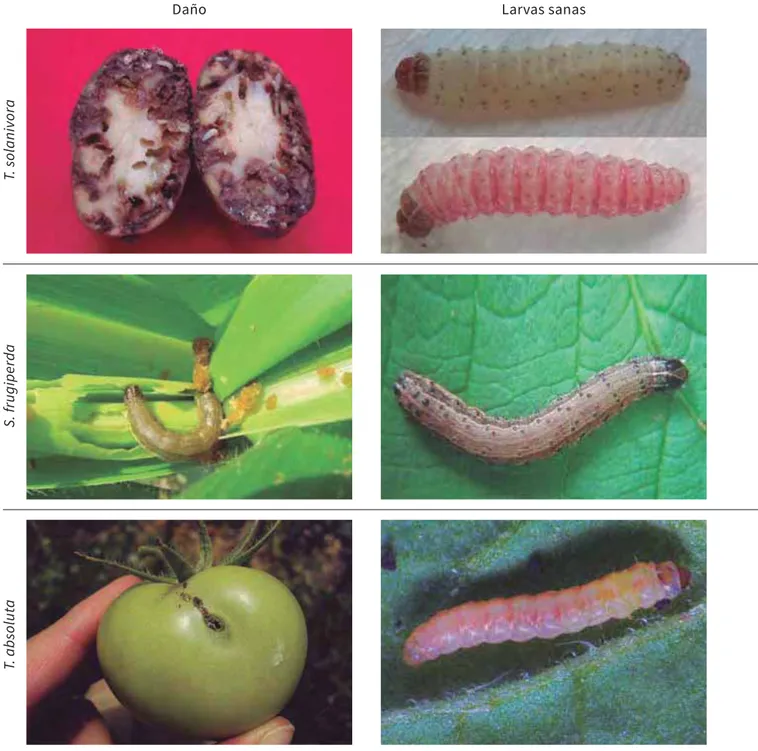 Figura 7.5. Daño causado, larvas sanas y larvas con infección viral de T. solanivora, S