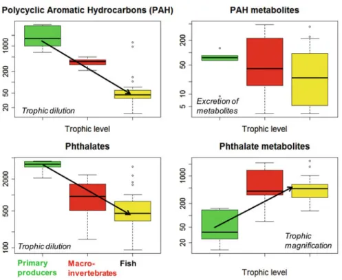 Fig. 3 Schematic behaviour of contaminants and their metabolites in the trophic food web of the Seine River: polycyclic aromatic hydrocarbons (PAHs), phthalates and their metabolites.