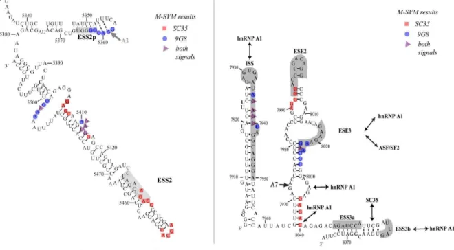 Figure 2: M-SVM results for HIV-1 splicing acceptor A3 and A7 sites. The structured regions of the HIV-1 RNA around A3 and A7 sites are represented ([12] [16])
