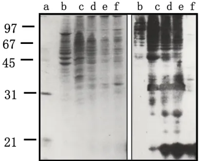Fig. 4. Electrophoretic control of the proteins contained in the K562 cells extracts. A: