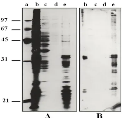 Fig. 5. Electrophoretic control of the CSL ligands isolated by CSL-affinity chromatography