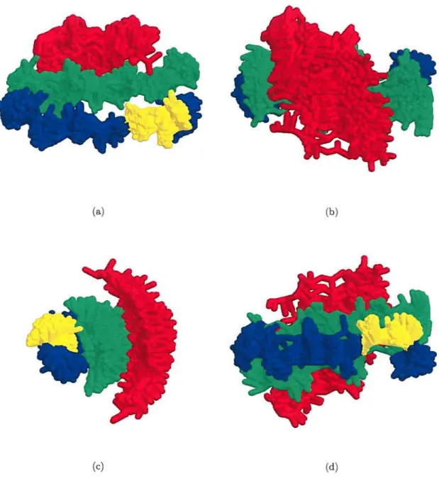 Figure 3.4 — The 75 superimposed models of the /3-sheet topological graph of mo nocyte chemoattractant protein 1 (MCP-1) (PDB code 1DOK) [99.100]