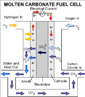 Figure I.4: Operating principle of molten carbonate fuel  cells [1] 