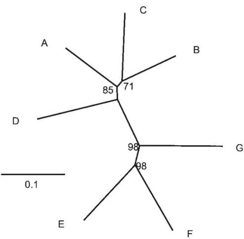 figure 3. Phylogenic tree inferred with the neighbor-joining algorithm and D1 genetic distances among sites A, B, C, D (Lake Desjardins) and E, F, G (Lake Beaver)