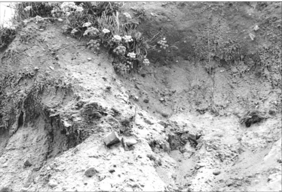 Figure 4 – Le site du Loguy à Pénestin en 2000, éléments de briquetages épars dans les éboulements de la dune  (cl