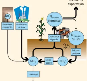 Figure 3 : Cycle de l’azote dans l’agriculture moderne.
