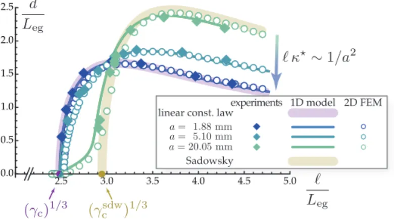 Figure 4.4. Comparison of the bifurcation diagrams for the lateral-torsional buckling of three ribbons having diﬀerent widths, with thickness t = 0.092 5 mm: experiments using a cellulose acetate sheet (ﬁlled diamonds), numerical simulations of the one-dim