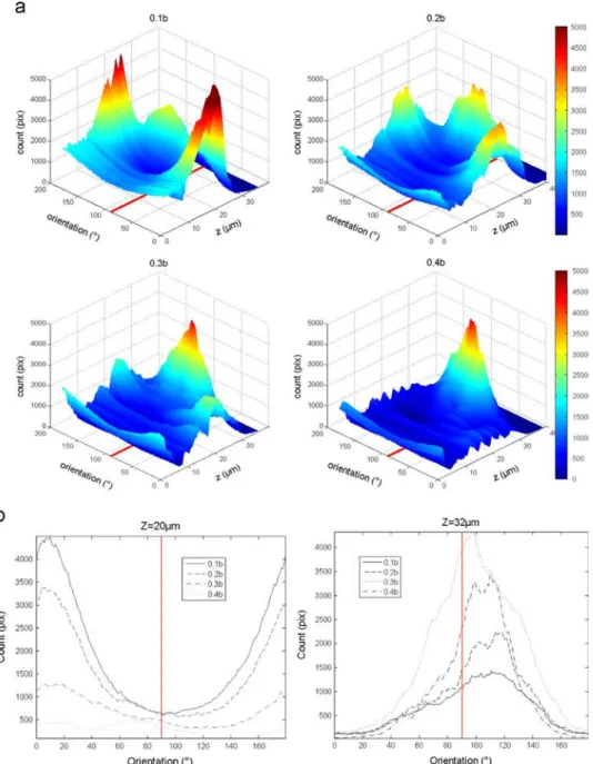 Fig. 11 – Collagen ﬁ bers reorientation for a non equibiaxial loading (elliptic sample R2)
