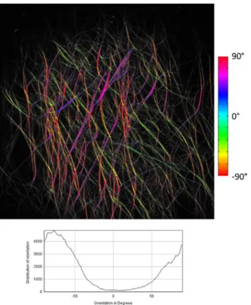 Fig. 6 presents an example of the unloaded liver capsule microstructure at different altitudes along the thickness