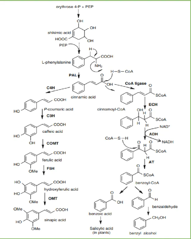 Figure 04: Pathway of the shikimic acid in the biosynthesis of phenolic acids  (Goleniowski et al., 2013)