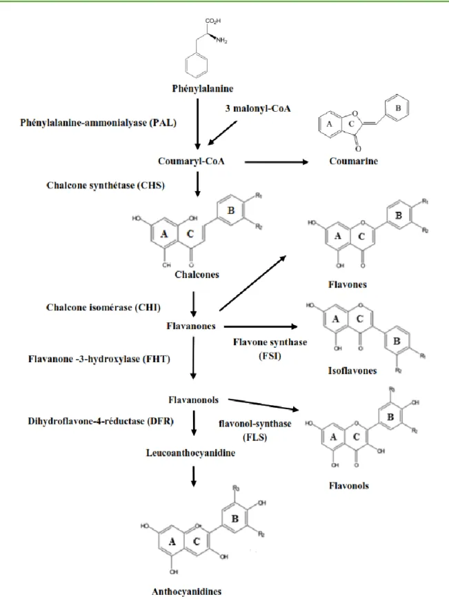 Figure 06: Main stages of biosynthesis of the different classes of flavonoids   (Saffidine, 2015) 