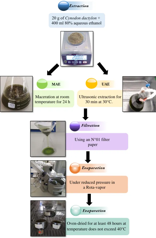 Figure 16:  Protocol for obtaining Ultrasound Assisted Extraction (UAE) and Maceration  Assisted Extraction (MAE) extracts from Cynodon dactylon 