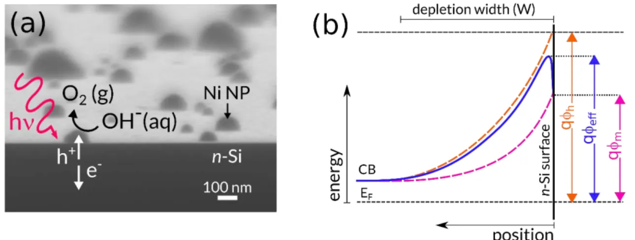 Figure 1. (a) Tilted SEM view of an n-Si/Ni NP photoanode prepared by conventional electrodeposition of Ni on n-Si