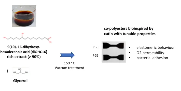 Figure 1 – Solvent- and catalyze-free polycondensation of tomato cutin extract and  glycerol