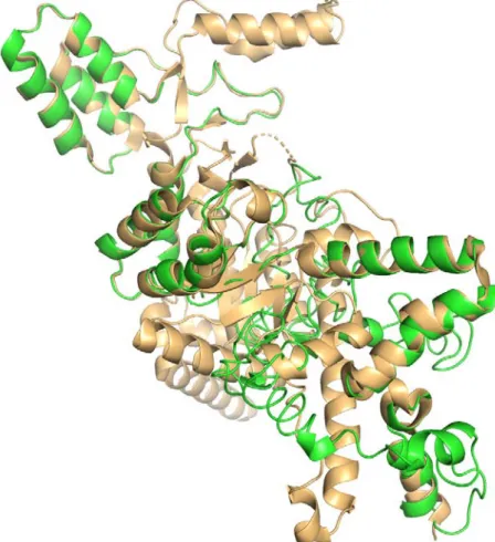 Fig.  S2:    Superimposition  of  Rv1916  structure  model  on  to  1DQU  structure.  Green  colour  cartoon  shows the model structure of Rv1916 whereas pale orange colour cartoon represents the structure of  1DQU