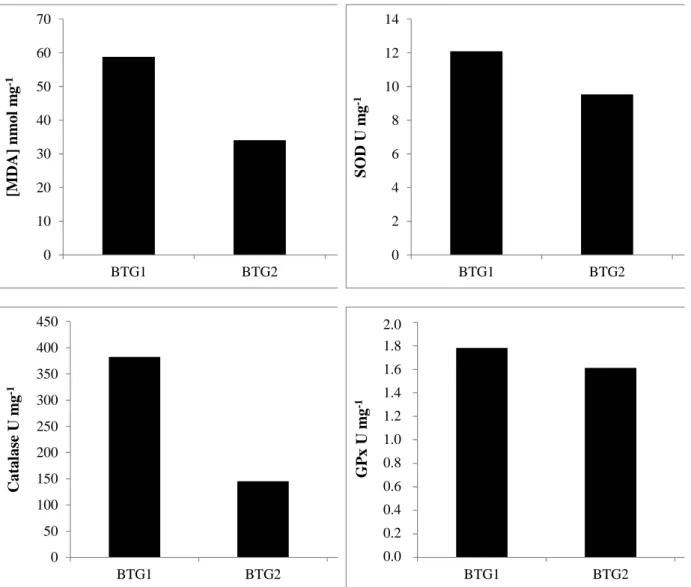 Figure  3.  Malondialdehyde  concentrations  (nmol  mg -1 ),  superoxide  dismutase,  catalase  and  glutathione peroxidase activities (Units per mg of proteins) in liver of three  godwits: BGT1,  BTG2 and BTG3