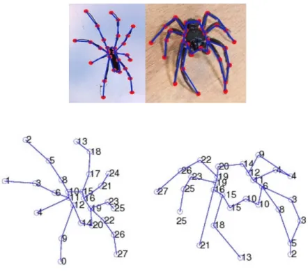 Figure 4: Illustration of rotation invariant matching made by “Grad”. Original spider photos with corresponding graph-based representations are given on the left