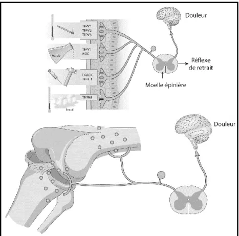 Figure  9.  Schématisation  de  l’afférence  nociceptive  périphérique  vers  les  centres supérieurs du système nerveux central 