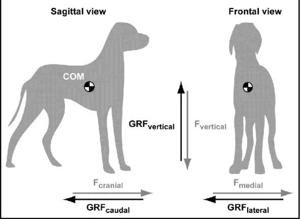 Figure 1. Sagittal and frontal views of a dog in a standing position 