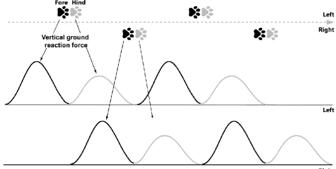 Illustration  of  patterns  of  footfalls  from  a  23-kg  dog  crossing  a  force/pressure  measurement system at a trotting gait velocity (2.0 m/s)