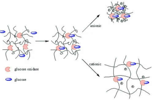 Figure 1.8  Schéma du fonctionnement des biocapteurs à glucose utilisant l’enzyme  glucose oxydase et montrant la différence de comportement selon la nature anionique  (polyacides) ou cationique (polybases) du gel employé