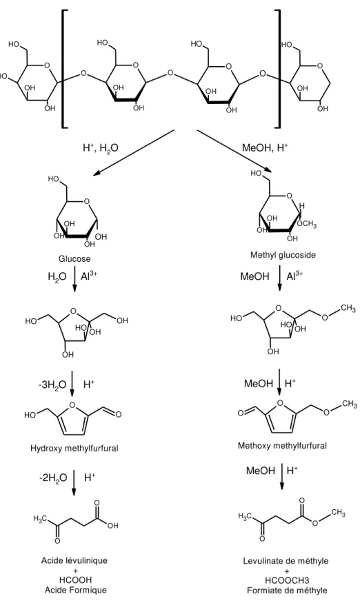 Fig. 5. C onversion de la cellulose en lévulinate de méthyle dans l’alcool et en acide  lévulinique dans l’eau catalysée par l’acide sulfurique  (Ding et al., 2015a)