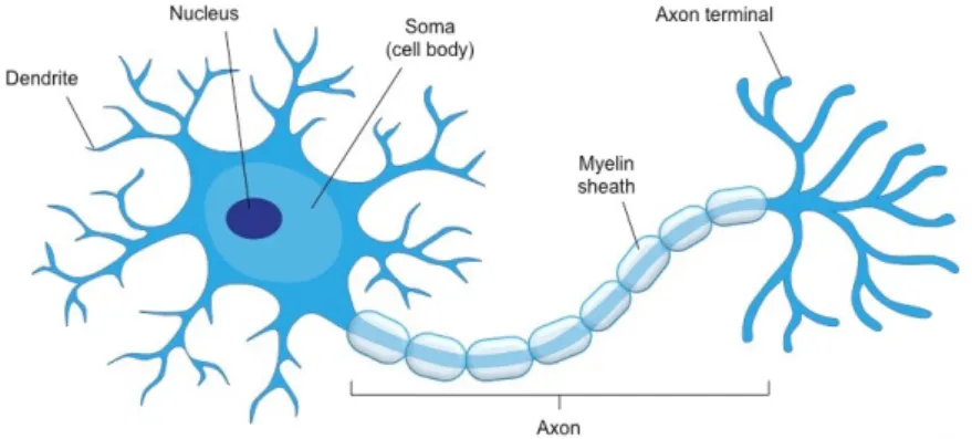 Figure 3.8: Structure of typical neuron. Image source: www.socratic.org
