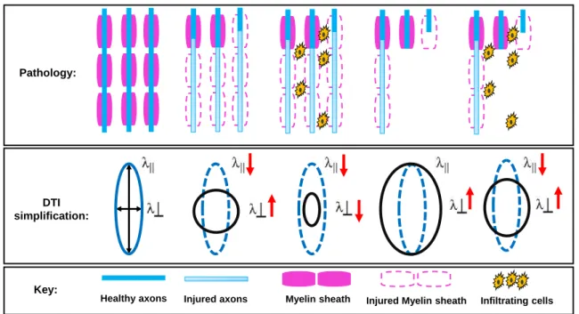 Figure 3.15: Schematic diagrams illustrating how neuropathology may affect DTI measures