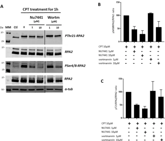Figure 6.  The decrease of CPT-mediated RPA2 hyperphosphorylation is confirmed by immunoblotting  analysis