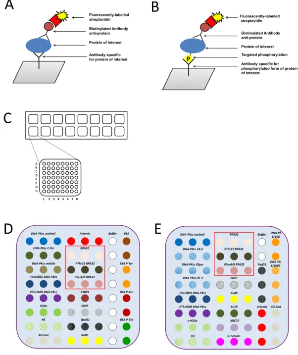 Figure 1.  Schematic representation of the antibody microarray experiment. The principle of antibody arrays  using fluorophore-streptavidin is described for analysis of protein level (A) or for analysis of phosphorylation  level of one residue on targeted 