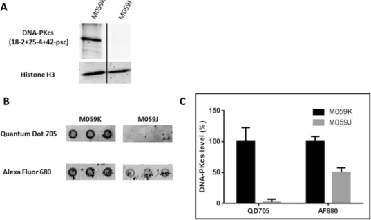 Figure 2.  Detection of DNA-PKcs level in glioblastomas by Western blot and the antibody microarray