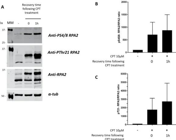 Figure 4.  Western blot analysis of RPA2 phosphorylation in HeLa cells in response to CPT treatment