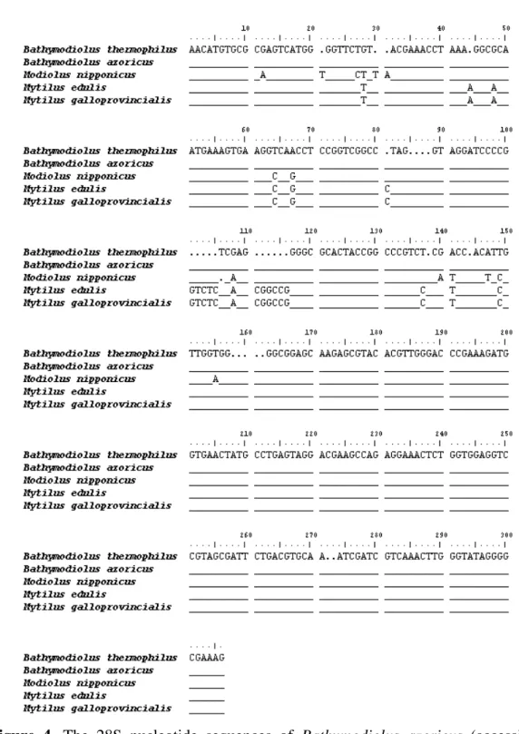 Figure  4.  The  28S  nucleotide  sequences  of  Bathymodiolus  azoricus  (accession  no