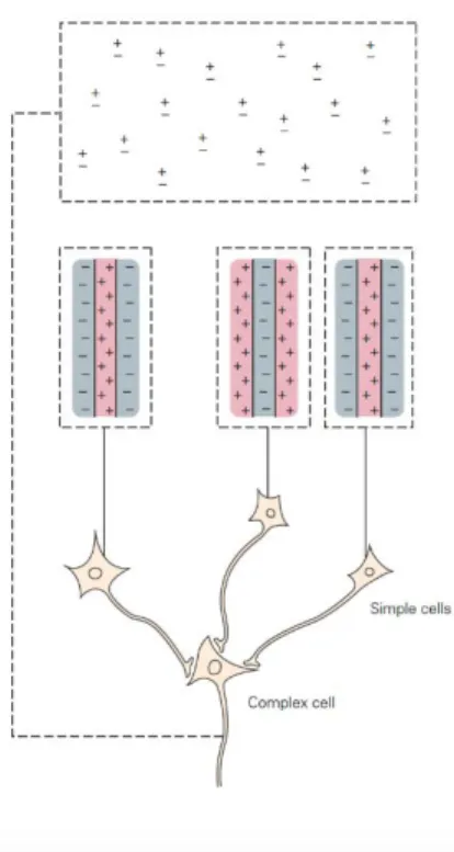 Figure 6. Spatial organization of complex cell compared to simple cell, where on and off  responses are seen for each position in the RF taken from Principles of Neural Science, fifth 