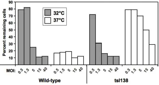 Fig. 1.  Relative efficiency of lysis (EOL) of wild-type and tsI138 virus. 