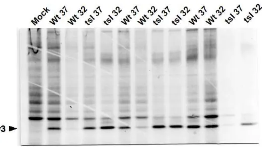 Fig. 2. Synthesis of viral proteins in wild-type and tsIl38 infected cells 
