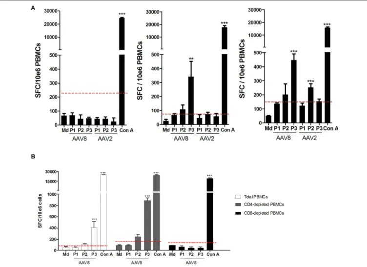 FIGURE 5 | Assessment of anti-AAV2 and anti-AAV8 IFNγ ELISpot responses on PBMCs from A2 + and B7 + donors