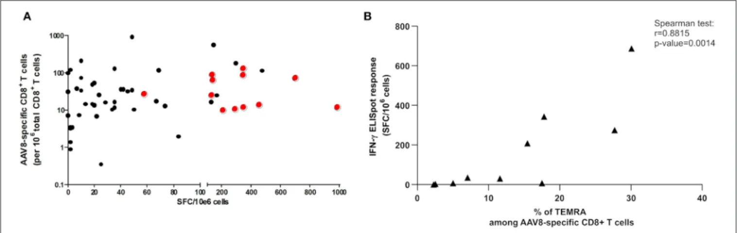 FIGURE 6 | Correlation studies between TAME and IFNγ ELISpot results. (A) Correlation study between ex vivo frequencies of AAV8-specific CD8 + T cells and anti-AAV8 IFNγ ELISpot responses