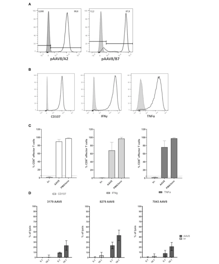 FIGURE 3 | Functional assessment of primary AAV8-specific CD8 + T cell lines derived from A2 + or B7 + donors