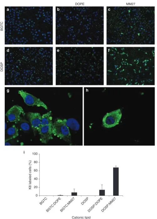 Figure 5a shows that the amount of uncomplexed  β -gal, free  protein migrating through the gel, decreased rapidly as the  MR raised with a consequent amount of  β -gal complexed with  BGTC:DOPE at a molar ratio of 100